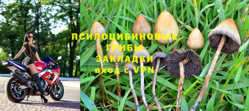 Псилоцибиновые грибы MAGIC MUSHROOMS  kraken как зайти  Владимир 